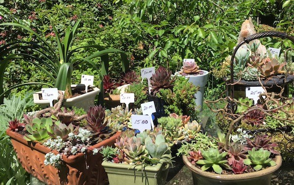 Plant sale