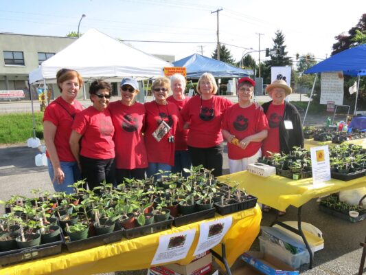 sunflower seedling sale