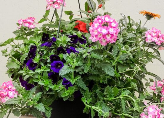 hanging basket 3