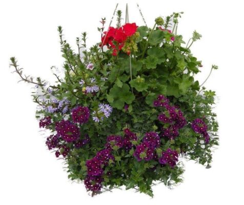 Hanging basket 2023