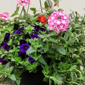 clearview hanging basket