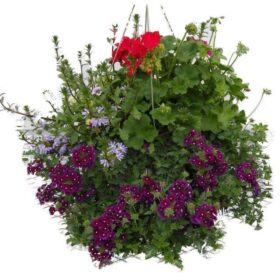 Hanging basket 2023