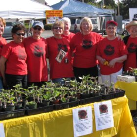 Rmd Gogos sunflower sale